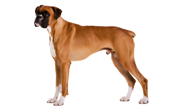 Brown boxer dog with white markings standing alert, isolated on transparent background