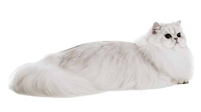 Fluffy silver chinchilla Persian cat lying down, isolated on transparent background