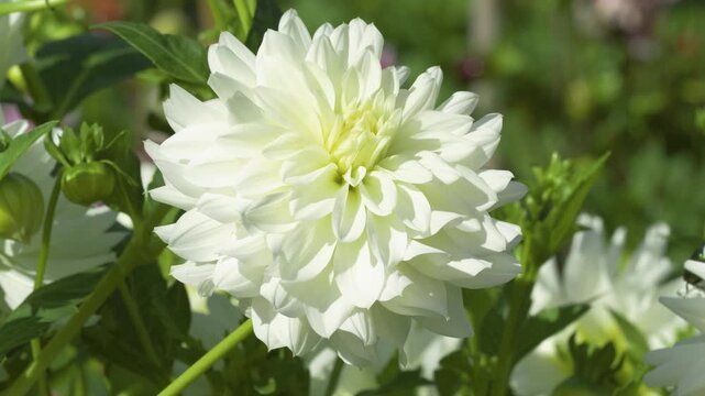 shot of blooming anele albina dahlia flower in outdoor garden