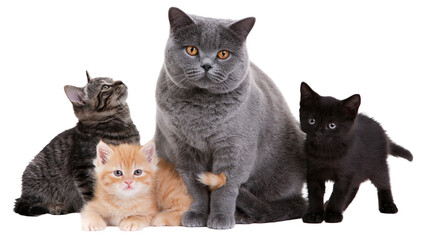 Family of cats including a large grey adult and three kittens of different colors, isolated on transparent background © Mia