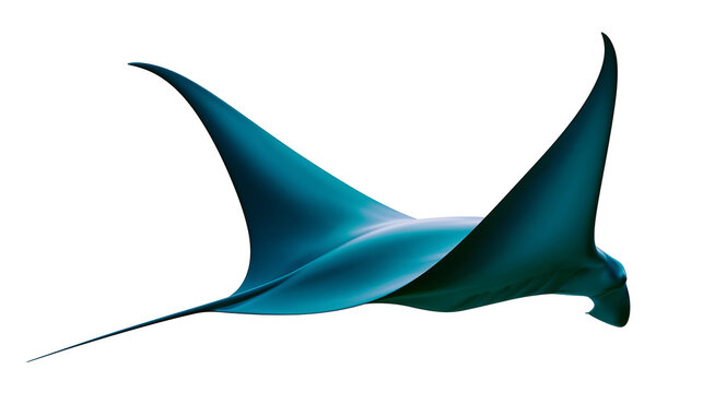 Majestic blue manta ray gliding gracefully, isolated on transparent background
