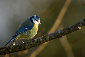 Eurasian blue tit perched on a tree branch illuminated by warm morning sunlight. © MohdFauzi