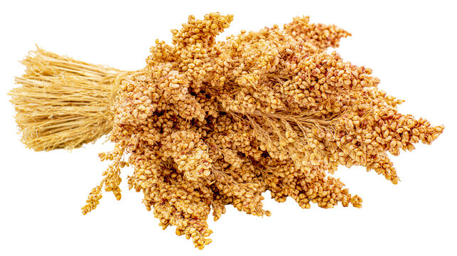 Bundle of dried sorghum grain stalks tied with jute twine, isolated on transparent background