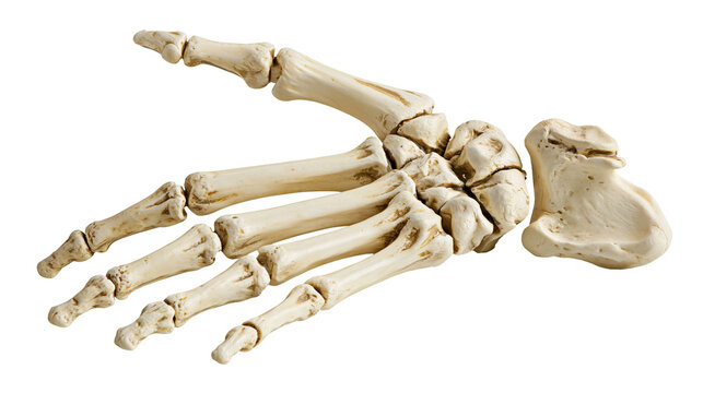 Human hand skeleton bones, isolated on transparent background