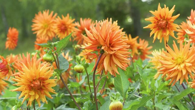 static shot of blooming dahlia cultorum flower in outdoor garden