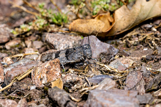 The blue-winged grasshopper near Eisenach in Thuringia, Germany (Oedipoda caerulescens)