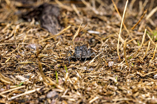 The blue-winged grasshopper near Eisenach in Thuringia, Germany (Oedipoda caerulescens)