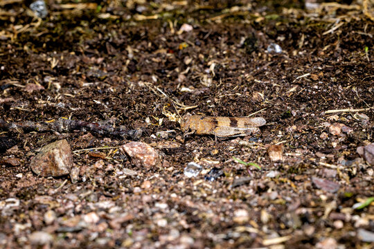 The blue-winged grasshopper near Eisenach in Thuringia, Germany (Oedipoda caerulescens)