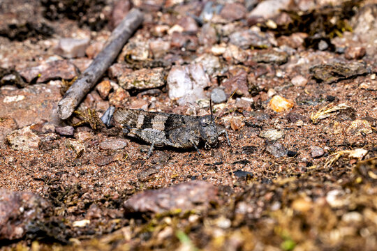 The blue-winged grasshopper near Eisenach in Thuringia, Germany (Oedipoda caerulescens)