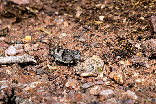 The blue-winged grasshopper near Eisenach in Thuringia, Germany (Oedipoda caerulescens)