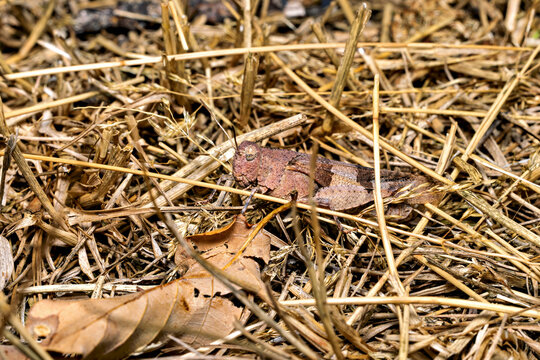 The blue-winged grasshopper near Eisenach in Thuringia, Germany (Oedipoda caerulescens)