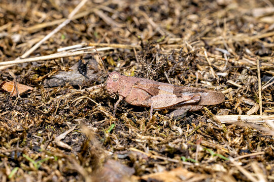 The blue-winged grasshopper near Eisenach in Thuringia, Germany (Oedipoda caerulescens)