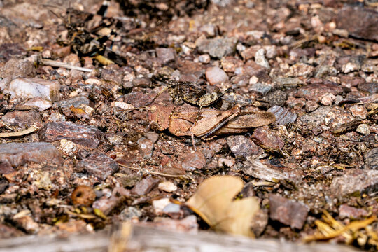 The blue-winged grasshopper near Eisenach in Thuringia, Germany (Oedipoda caerulescens)
