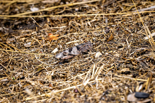 The blue-winged grasshopper near Eisenach in Thuringia, Germany (Oedipoda caerulescens)