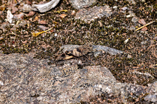 The blue-winged grasshopper near Eisenach in Thuringia, Germany (Oedipoda caerulescens)