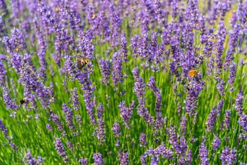 Obraz premium Lavender and insects