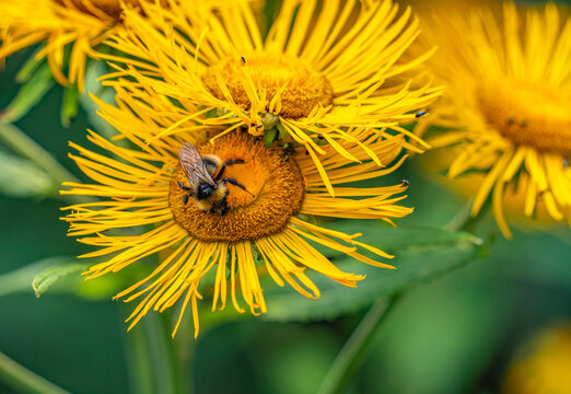 Bumblebee on yellow flower