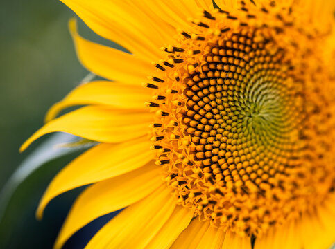 Vibrant yellow sunflower macro with intricate seed pattern