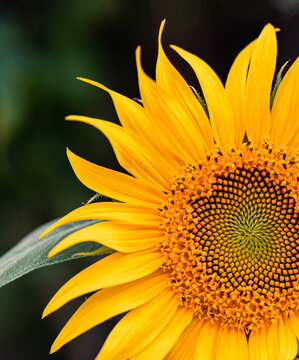 Detailed macro shot of a yellow sunflower bloom