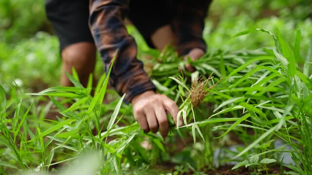 Farmer Hands Harvesting Fresh Organic Water Spinach in Field
