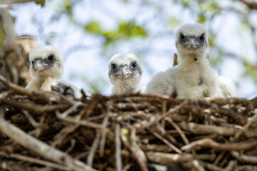 four hatchlings of saker falcons (falco cherrug milvipes) in nest, found in Dornod Aimag in Mongolia © Mathias Putze