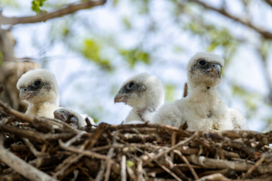 four hatchlings of saker falcons (falco cherrug milvipes) in nest, found in Dornod Aimag in Mongolia