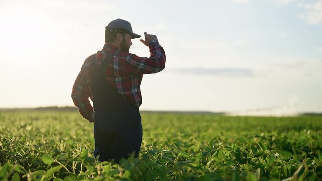 Calm rural scenery, villager in fields, growing plants for food, corn plantation . Agronomist or farm worker admiring beautiful farmland, agribusiness and innovation development in agronomy complex