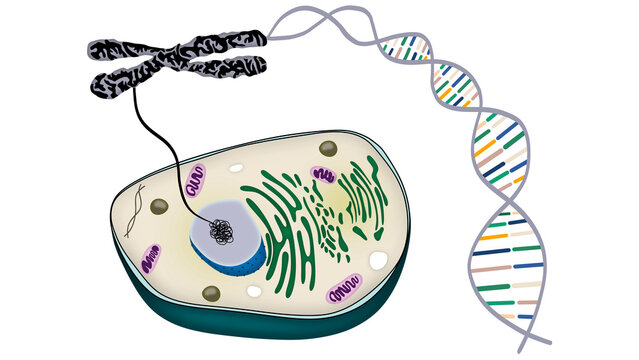Biology diagram explaining cellular anatomy connection to chromosome structure and dna double helix strand. Educational illustration of genetic code replication process for science study