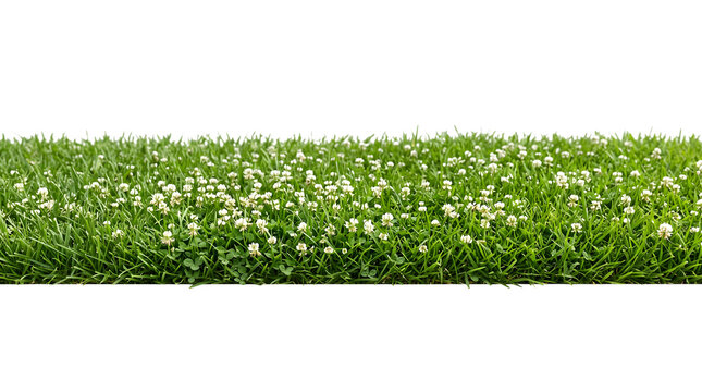 Green grass lawn with white clover flowers isolated on transparent background