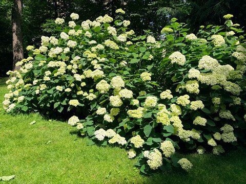 A green bush of lush, blooming white hydrangea