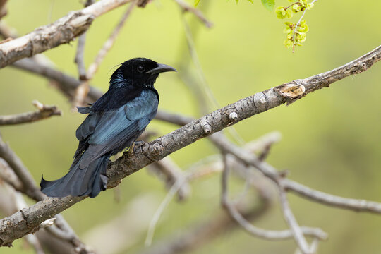 adult hair-crested drongo (dicrurus hottentottus) perching on a branch, found in Dornod Aimag in Mongolia	