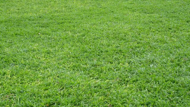 Full-frame high-angle view of vibrant green grass field texture in a park