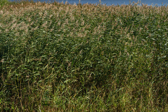 Dense common reed texture background. Full frame wild phragmites australis cane thicket pattern. Green and brown wetland plants backdrop