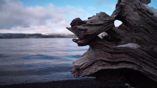 In slow motion, the camera starts focused on a gnarled piece of driftwood, then pans left to a wide, calm lake bordered by low hills and a partly cloudy sky.