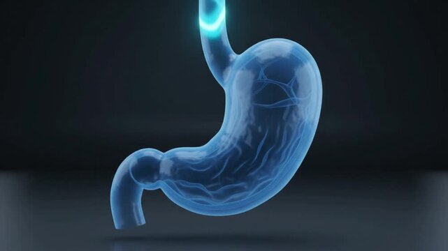3D Animation of Human Stomach Anatomy with Visible Blood Vessels Medical Science Concept