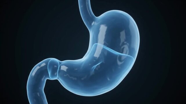 3D Medical Animation Detailed Human Stomach Anatomy Digestive System Internal Organ Blue Background