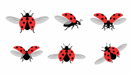 Fototapeta premium A collection of six cartoon ladybugs in various flight and resting poses, showcasing their red and black spotted shells and delicate wings.