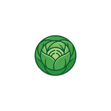 Stylized green cabbage head vector illustration for modern organic branding