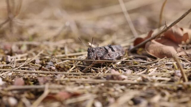 The blue-winged grasshopper near Eisenach in Thuringia, Germany (Oedipoda caerulescens)