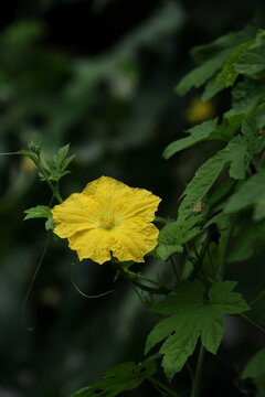 緑の葉の間に咲くヘチマの雄花