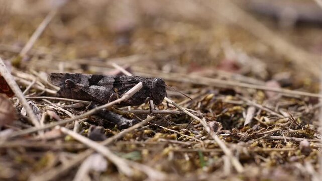 The blue-winged grasshopper near Eisenach in Thuringia, Germany (Oedipoda caerulescens)