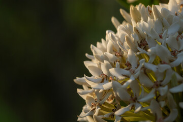Fototapeta premium Macro shot of delicate white Ixora flower petals glowing under warm golden hour sunlight