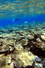 Snorkeler swimming above shallow coral reef in clear blue water Okinawa Japan © bongoman