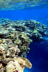 Coral reef drop off in clear blue tropical ocean Okinawa Japan © bongoman