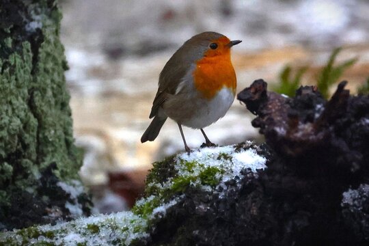Gros plan d'un petit rouge gorge debout esseul&eacute; avec un fond flou. Joli oiseau color&eacute; familier des jardins en France. Symbole de solitude.