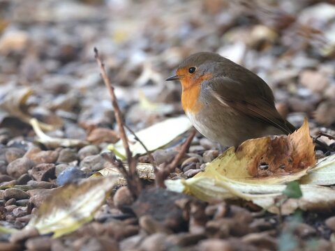 Gros plan d'un petit rouge gorge debout et esseul&eacute; avec un fond flou en arri&egrave;re plan. Joli oiseau color&eacute; familier des jardins en France. Symbole de solitude.