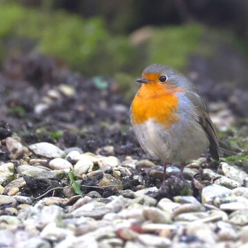 Gros plan d'un petit rouge gorge debout esseul&eacute; avec un fond flou. Joli oiseau color&eacute; familier des jardins en France. Symbole de solitude.