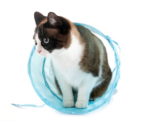 siamese cat in studio © cynoclub