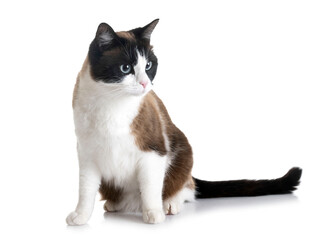 siamese cat in studio © cynoclub