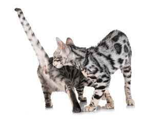 bengal kitten in studio © cynoclub